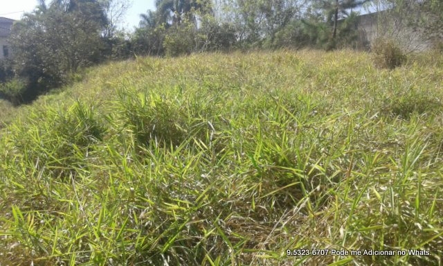 Terreno à venda, 10000m² - Foto 10